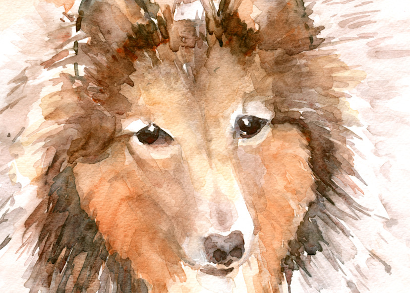 Shetland Dog Watercolor Print | Claudia Hafner Watercolor

