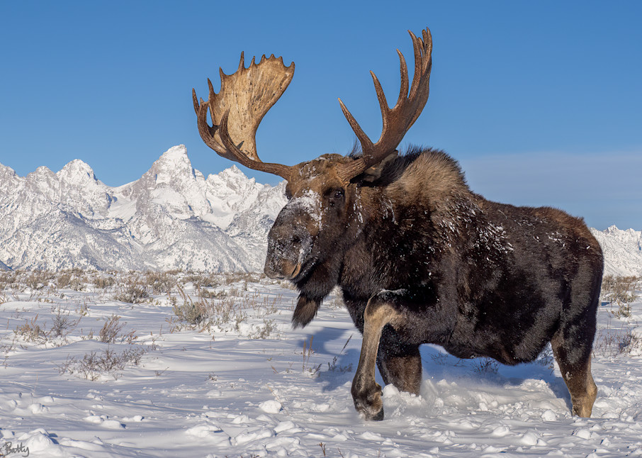 Snowy Teton Moose I Photography Art | Peter Batty Photography