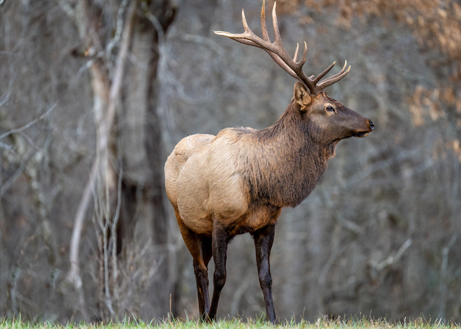 Bull Elk Bliss Photography Art | Amber Favorite Photography