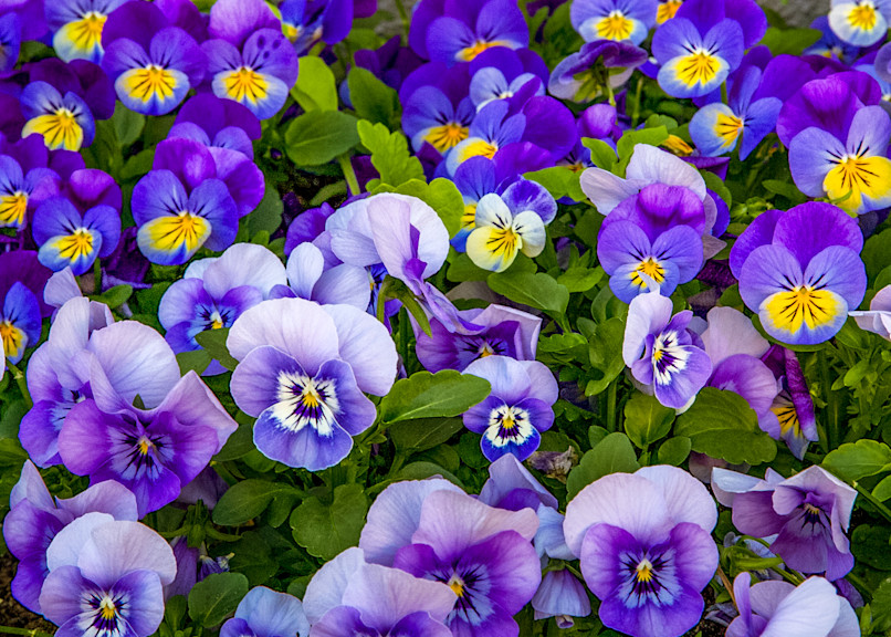 Pansy Bed Photography Art | NKF Fine ART
