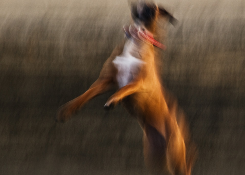 One Last Jump Photography Art | Eva Polak Photography