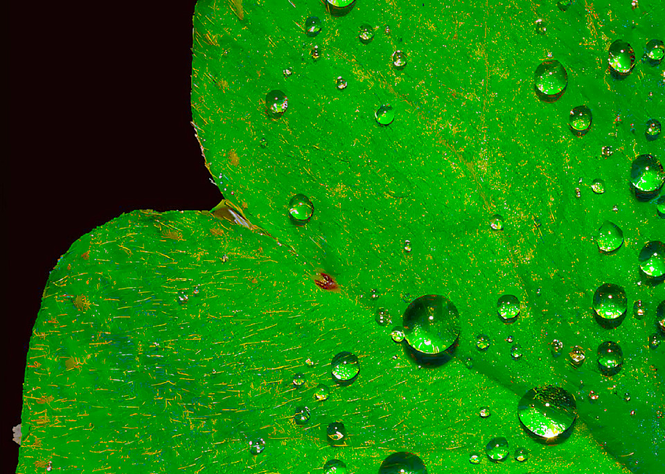 Rain Leaf Photography Art | John's Photos