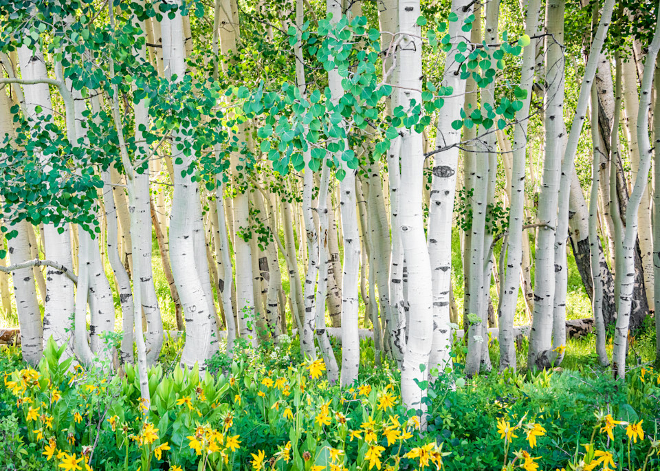 Summer Aspen Grove. Crested Butte, Colorado Photography Art | Kelley Dallas Photography