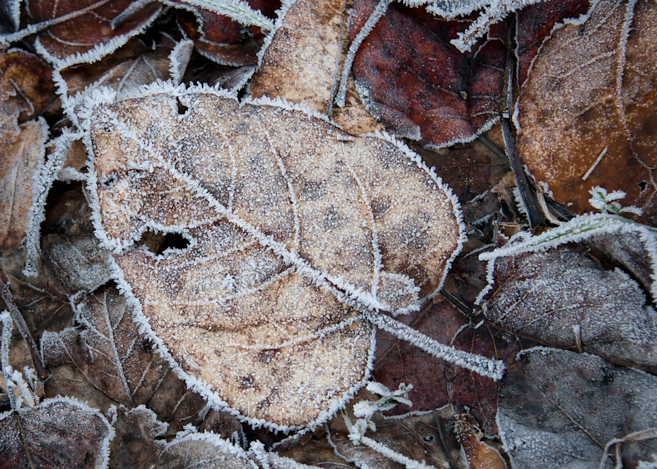 Frozen Leaves Fine Art Prints - By Sally Halvorsen. 