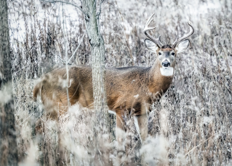 December Buck Art | Trevor Pottelberg Photography