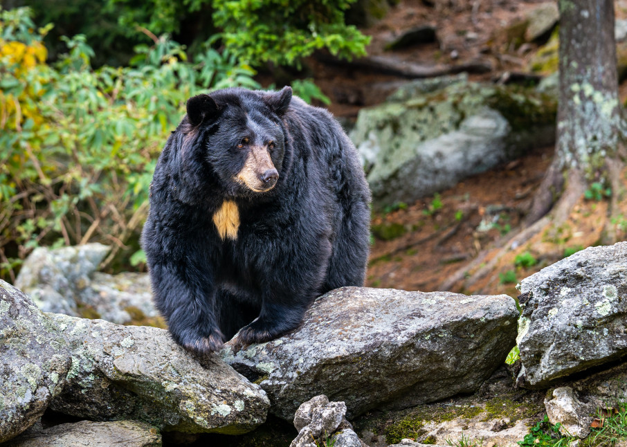 Black Bear on Grandfather Mountain