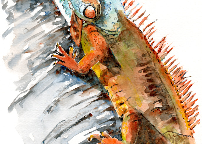 Iguana 2 Watercolor Print | Claudia Hafner Watercolor