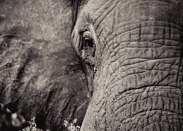 Elephant Gaze Photography Art | RoVan Media Prints