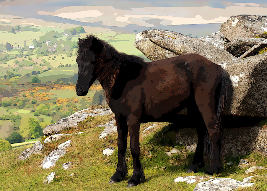 Dartmoor Pony Photography Art | Robert Harrison Fine Art