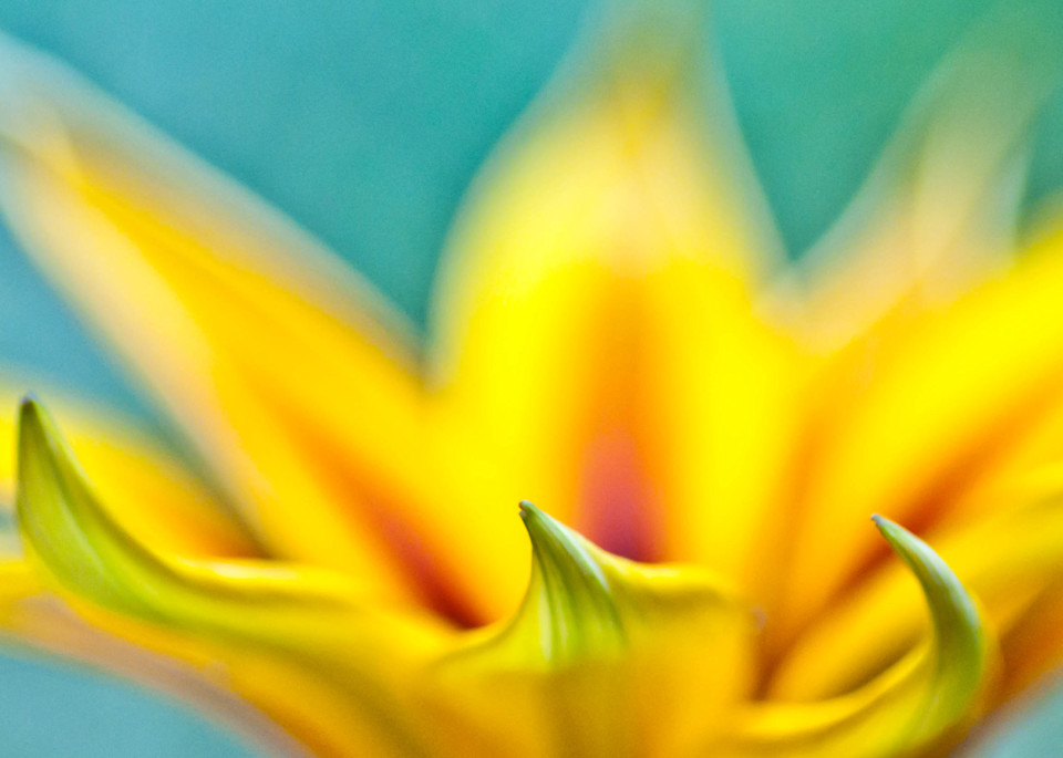Yellow Flower Photography Art | Eva Polak Photography