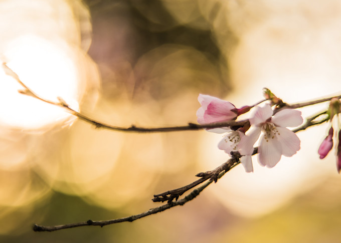 Cherryblossom2 Mug Photography Art | Eva Polak Photography