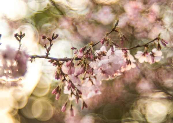 Sakura Photography Art | Eva Polak Photography