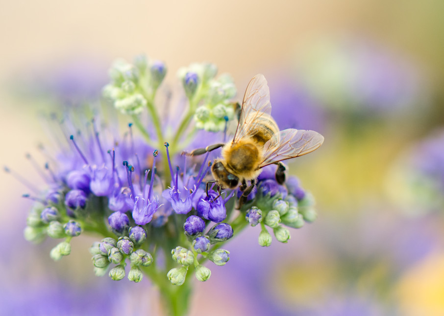 Bee On Blue Art | Terrie Gray Photography LLC
