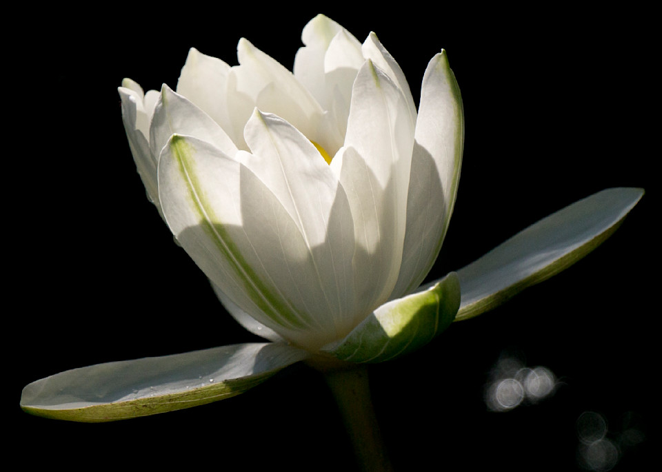 Pure White Water Lily