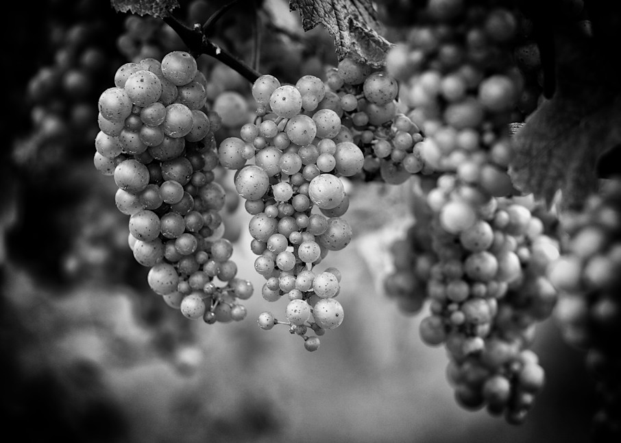 Grapes On The Vine Photography Art | Kevin Morris Photography