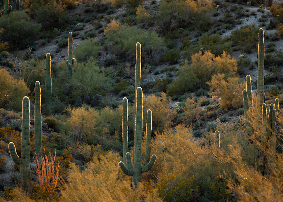 Arizona Photography wall art print | Saguaro Glow | Thomas Watkins Fine Art