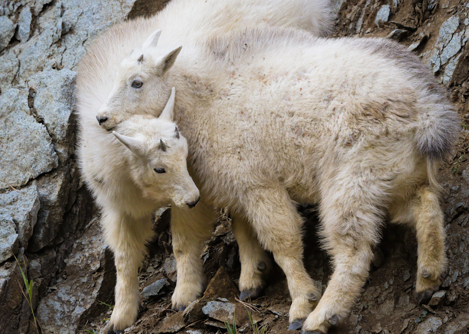 Mountain Goat Siblings