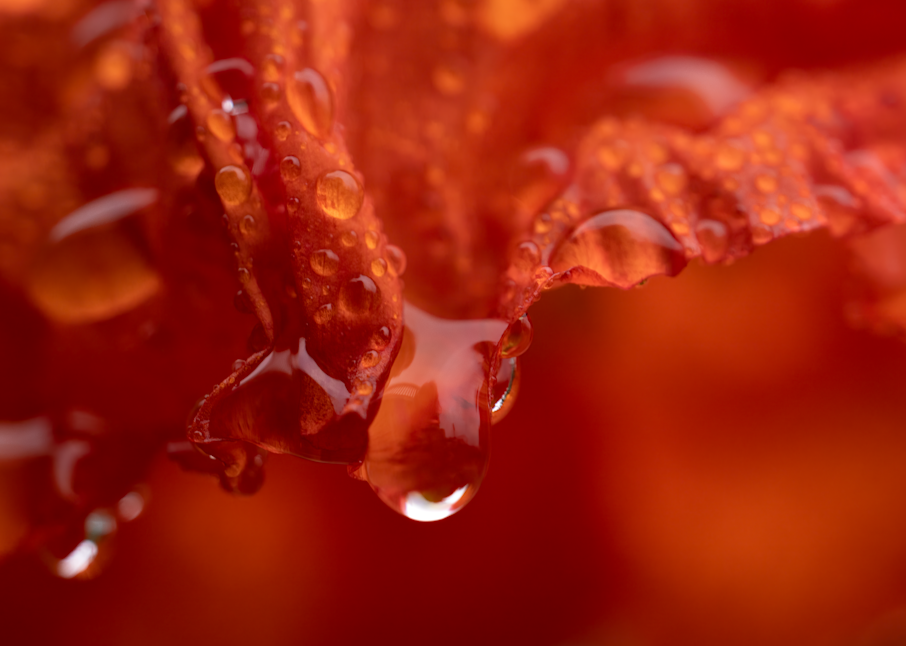 Red Raindrop Photography Art | Kelly Nine Photography