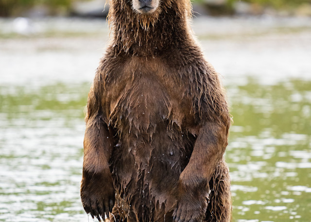 Brown Bear standing on hind legs.