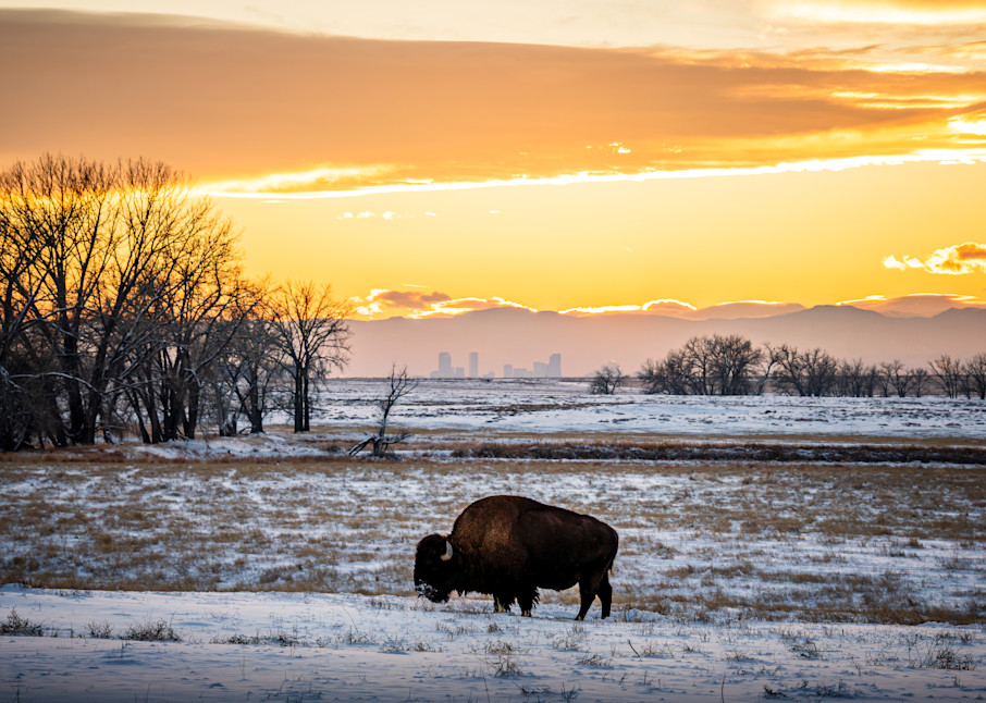 Bison In The Snow. Colorado Photography Art | Kelley Dallas Photography