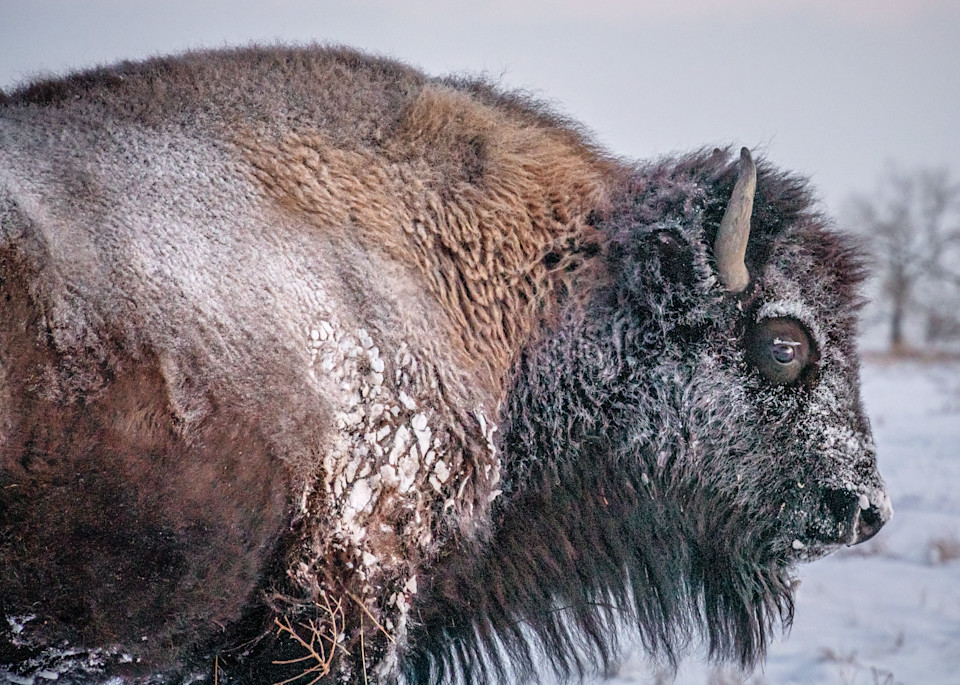 Frosty Bison. Colorado Photography Art | Kelley Dallas Photography