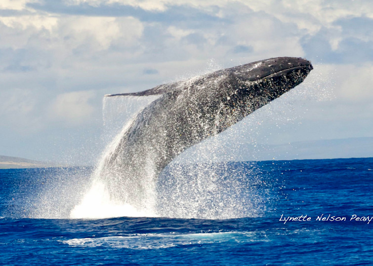 Whale Breach Photography Art | Aquamotion Images