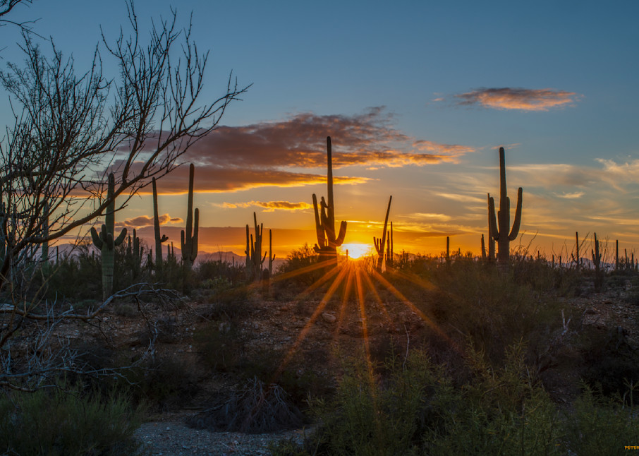 DP736 Sonoran Desert Sunset