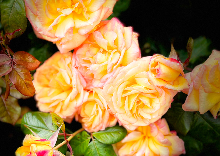 Blushing Roses 2022 Photography Art | suziebiehler