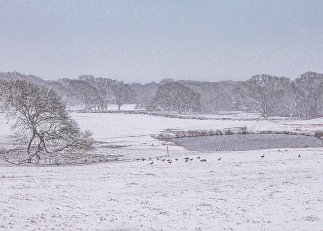 Chilmark Winter Field Art | Michael Blanchard Inspirational Photography - Crossroads Gallery