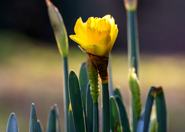 First Daffodil Of The Sping Photography Art | Robert Harrison Fine Art