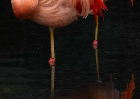 Mellizas - Twin Flamingos Print