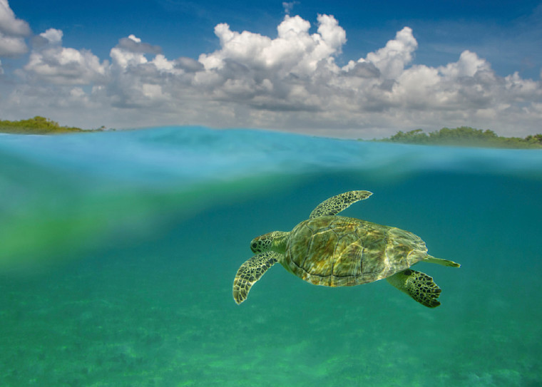 Turtle Fly Photography Art | Dodge Ocean