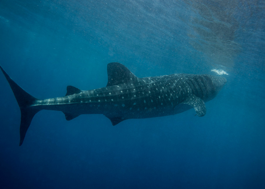 Whale Shark Photography Art | Dodge Ocean