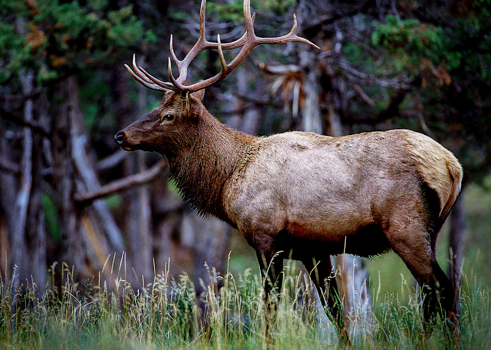 DP66 Bull Elk 