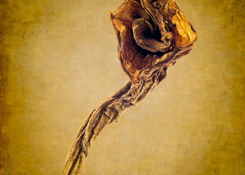 Decayed Trumpet Flower 4 Photography Art | Majed Fine Art Photography