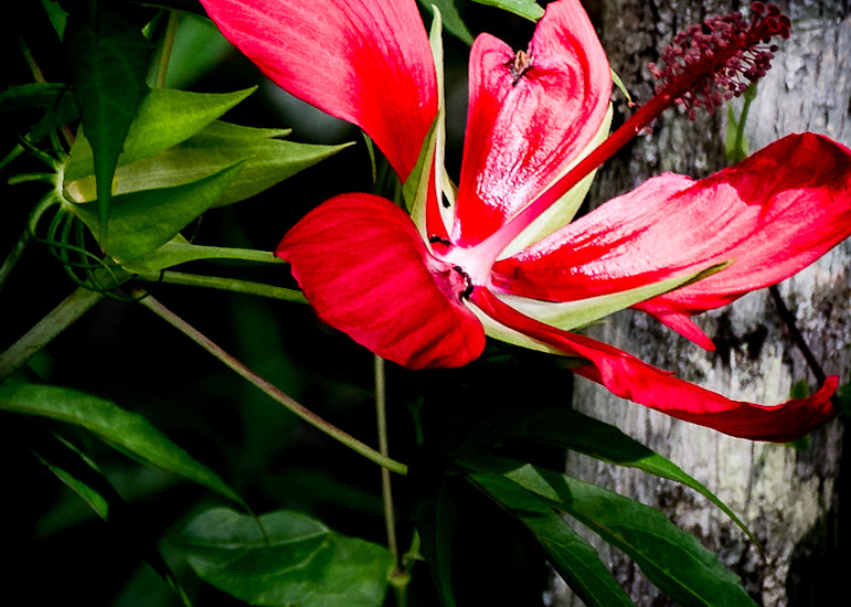 Florida Native Hibiscus Photography Art | Images by Robert Barr