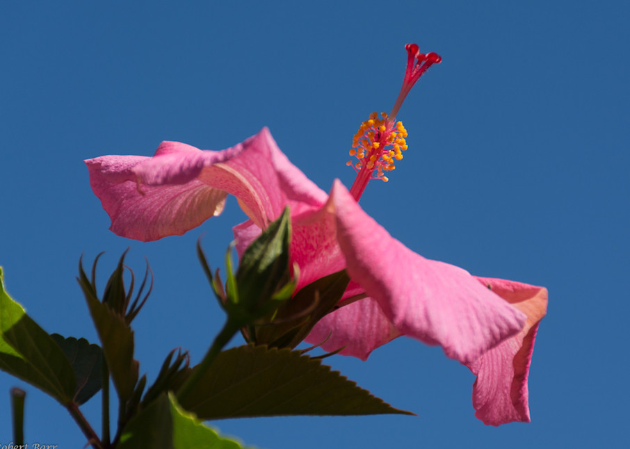 Hibiscus Photography Art | Images by Robert Barr