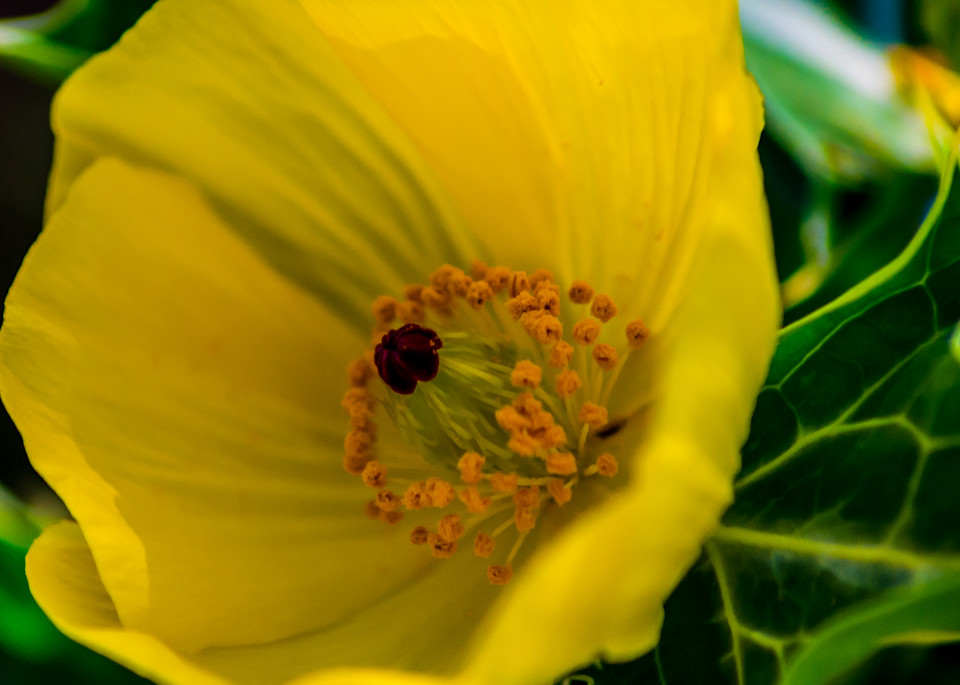 Mexican Poppy   2 Photography Art | Images by Robert Barr