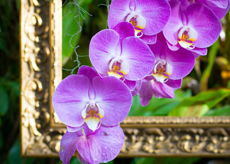 Orchids Spilling Out Of The Frame Photography Art | Images by Robert Barr