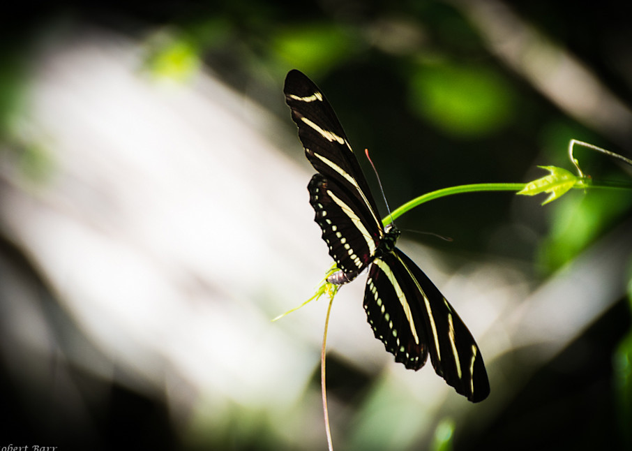 Zebra Long Wing Photography Art | Images by Robert Barr