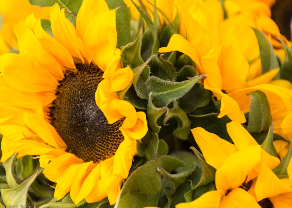 Sunflowers Photography Art | Images by Robert Barr