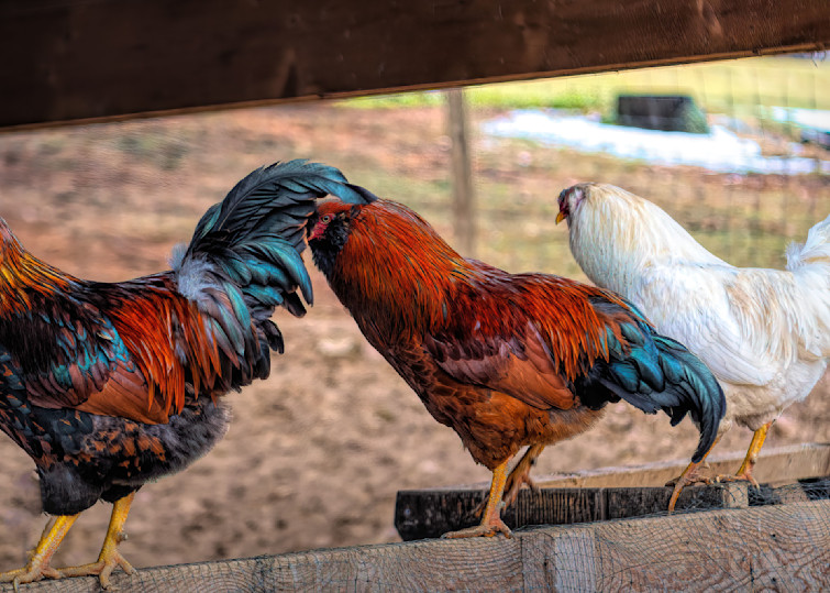 Three Roosters On Fence Photography Art | Photoeye Inc
