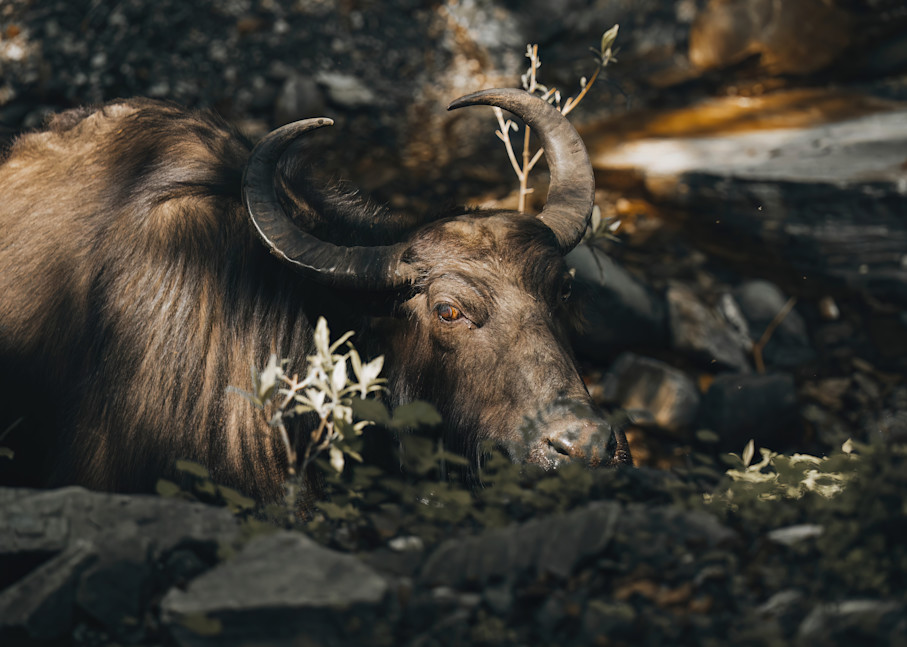 Covert Buffalo   Chitwan, Nepal  Photography Art | matthewryanphoto