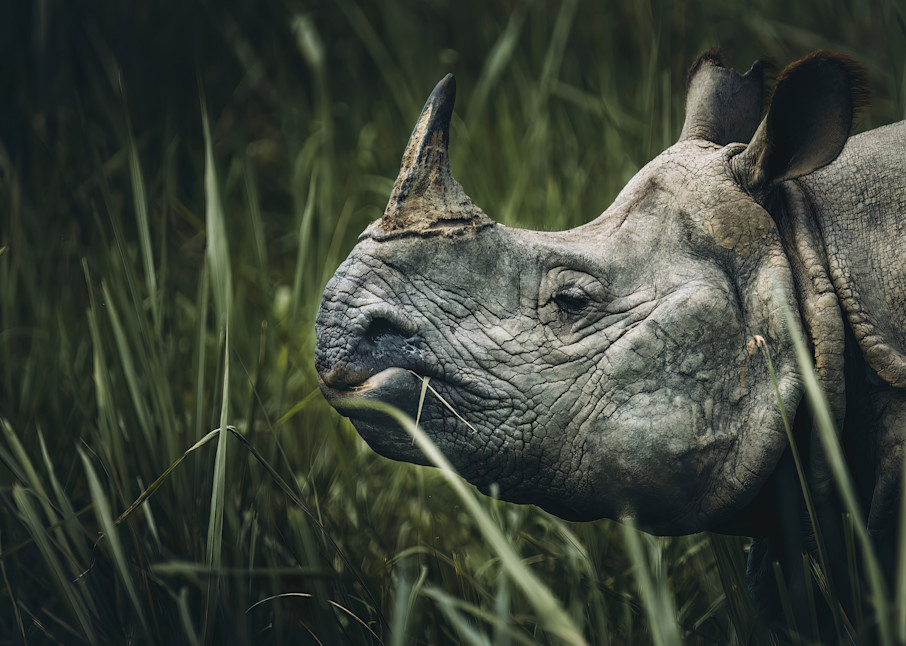 Regal Rhino   Chitwan, Nepal Photography Art | matthewryanphoto