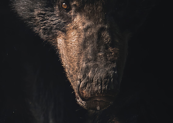 Black Bear Shadows   Chitwan, Nepal Photography Art | matthewryanphoto