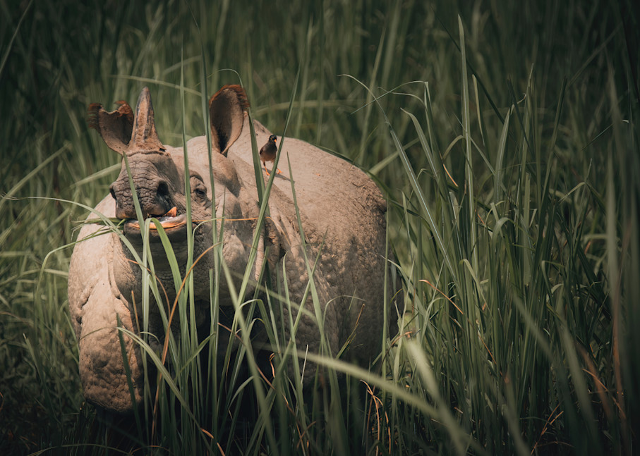 Rhino & Company Landscape   Chitwan, Nepal Photography Art | matthewryanphoto