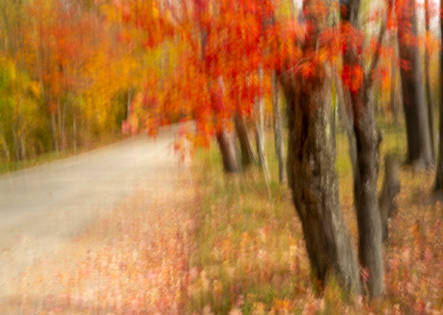 Dreamy Red Maples Photography Art | Anne Majusiak Photography