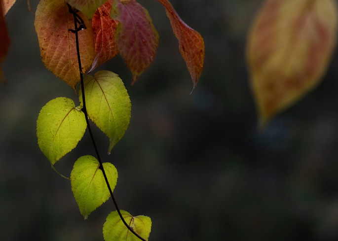 Cascade Of Leaves Photography Art | Anne Majusiak Photography