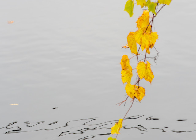 Pond Poetry In Autumn Photography Art | Anne Majusiak Photography