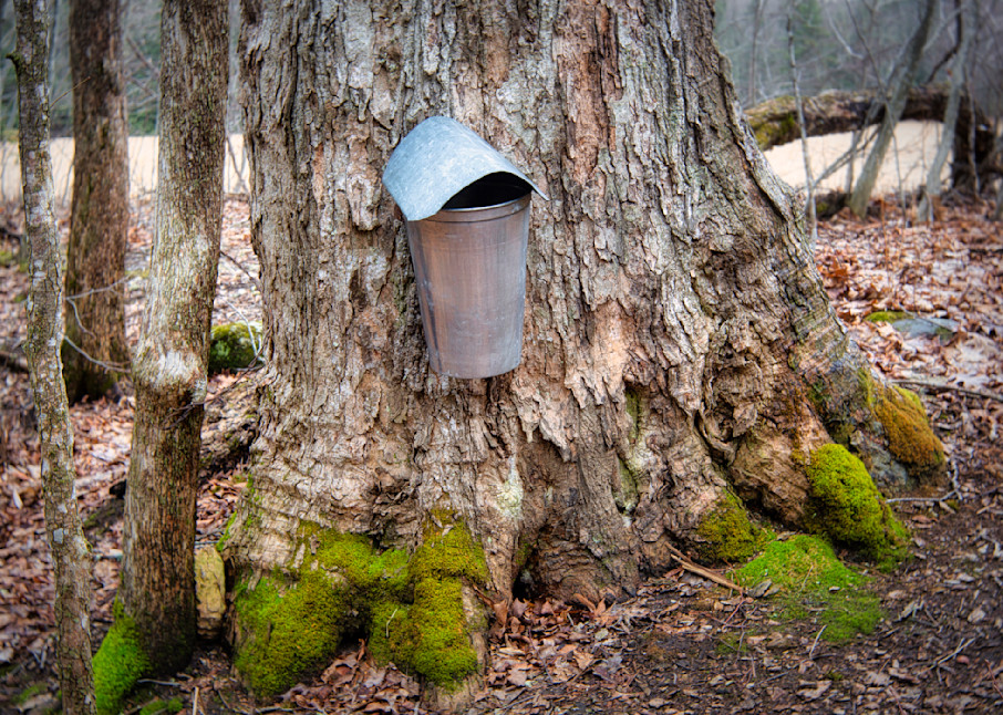 Sap Bucket On Old Maple Tree Photography Art | Anne Majusiak Photography